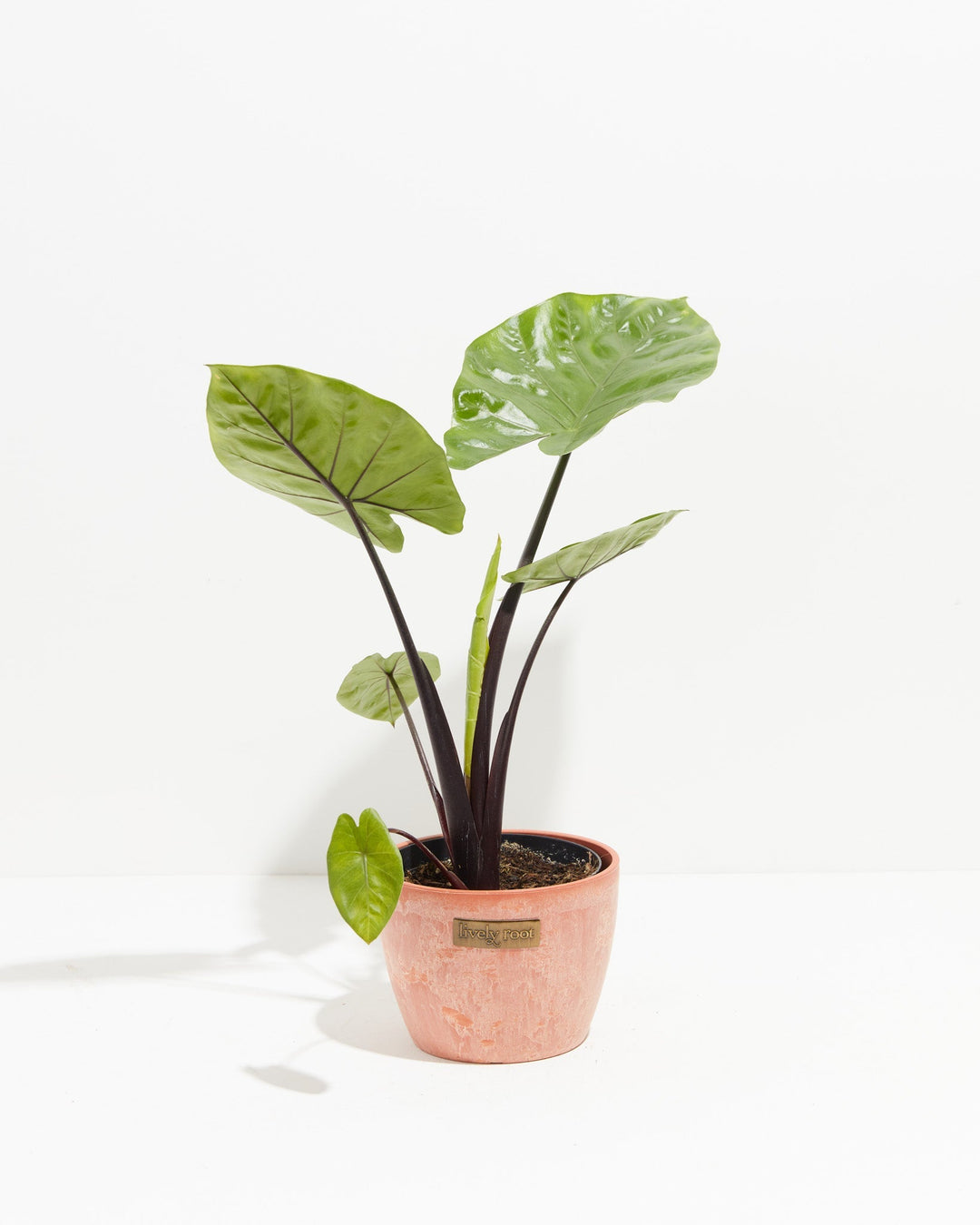 Alocasia Dark Star Elephant Ear