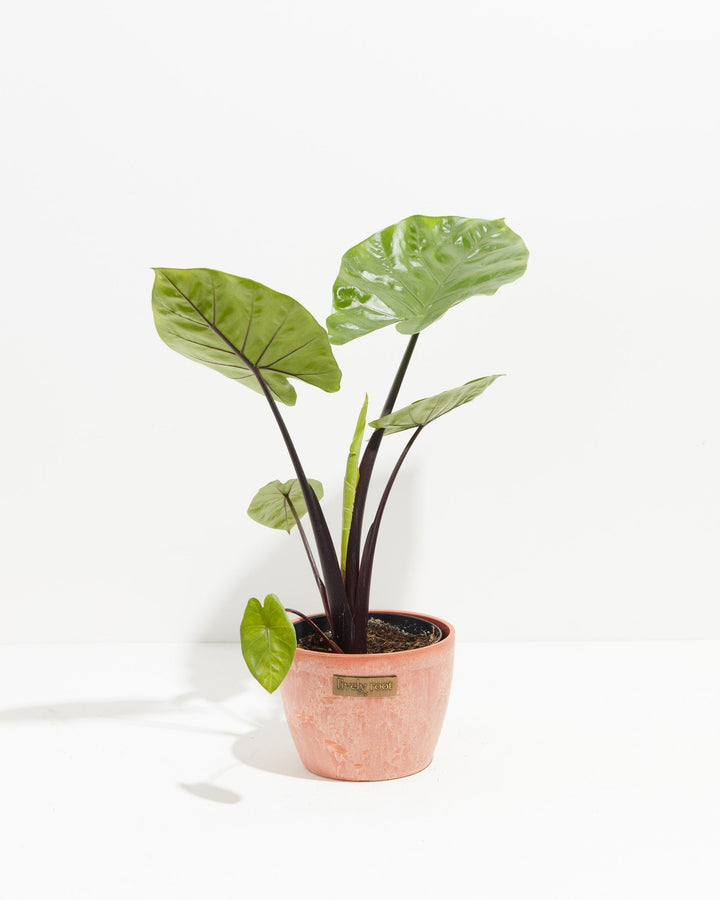 Alocasia Dark Star Elephant Ear