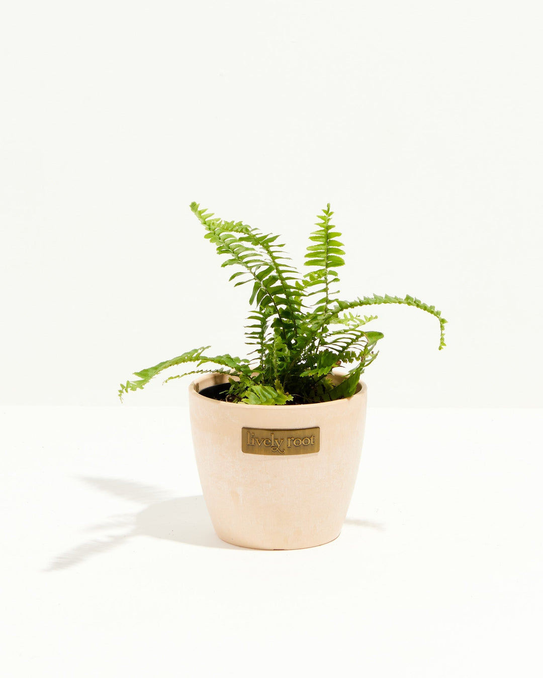 Fern Chester