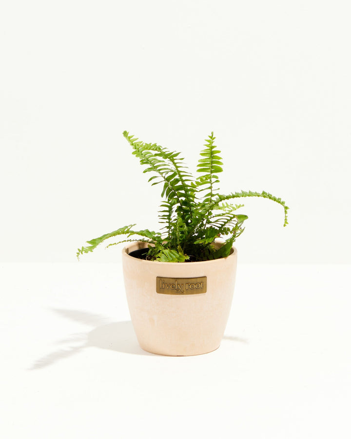 Fern Chester