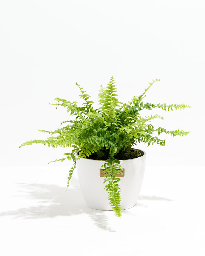 Fern Chester