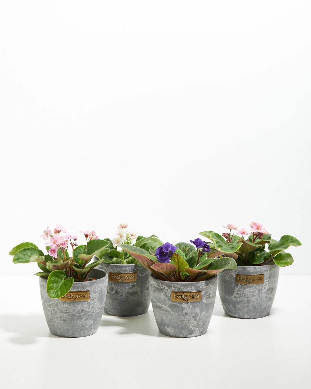 African Violet: 4 Pack