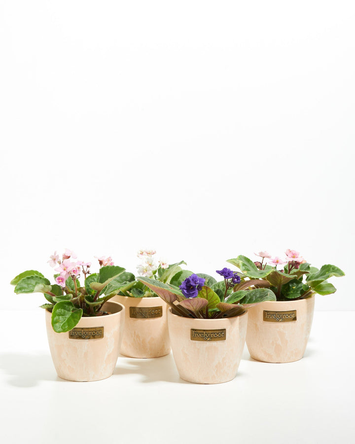 African Violet: 4 Pack