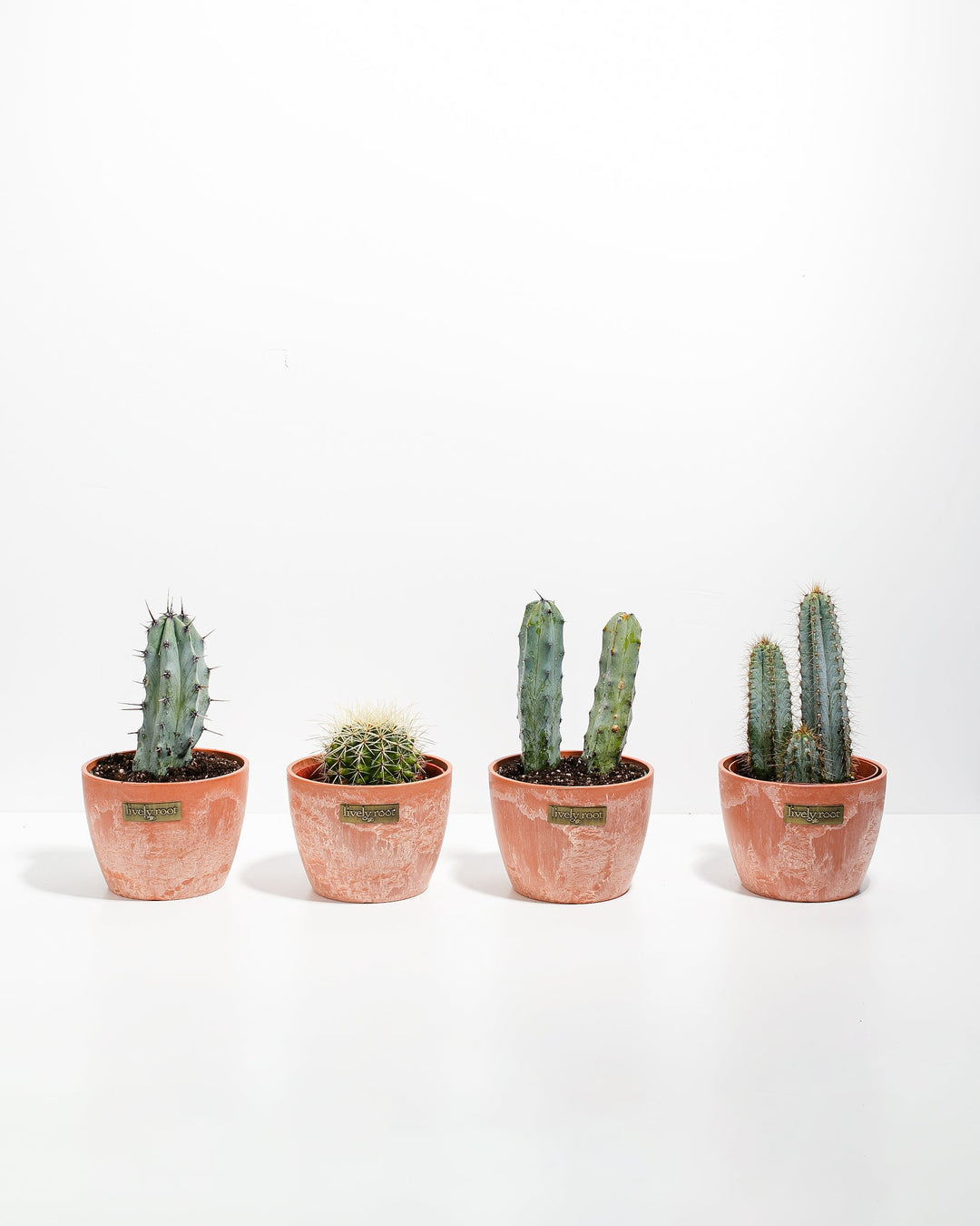 Cool Cactus Collection