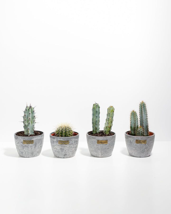 Cool Cactus Collection