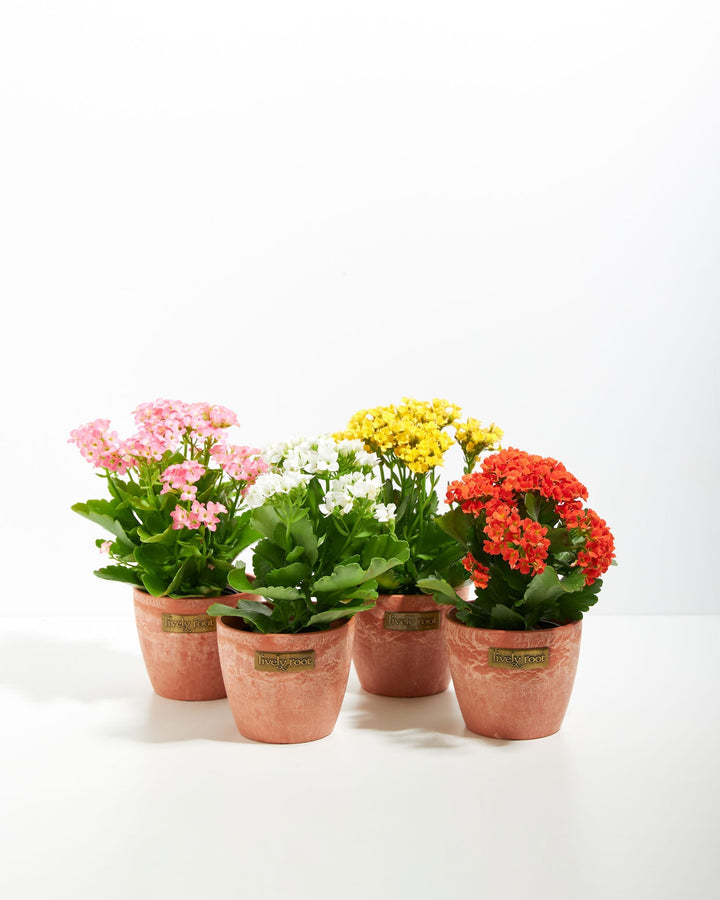 Rainbow Kalanchoe assortment (Kalanchoe blossfeldiana) potted in warm terra cotta sustainable planters with dense flower clusters and thick succulent foliage, bright tabletop decor.