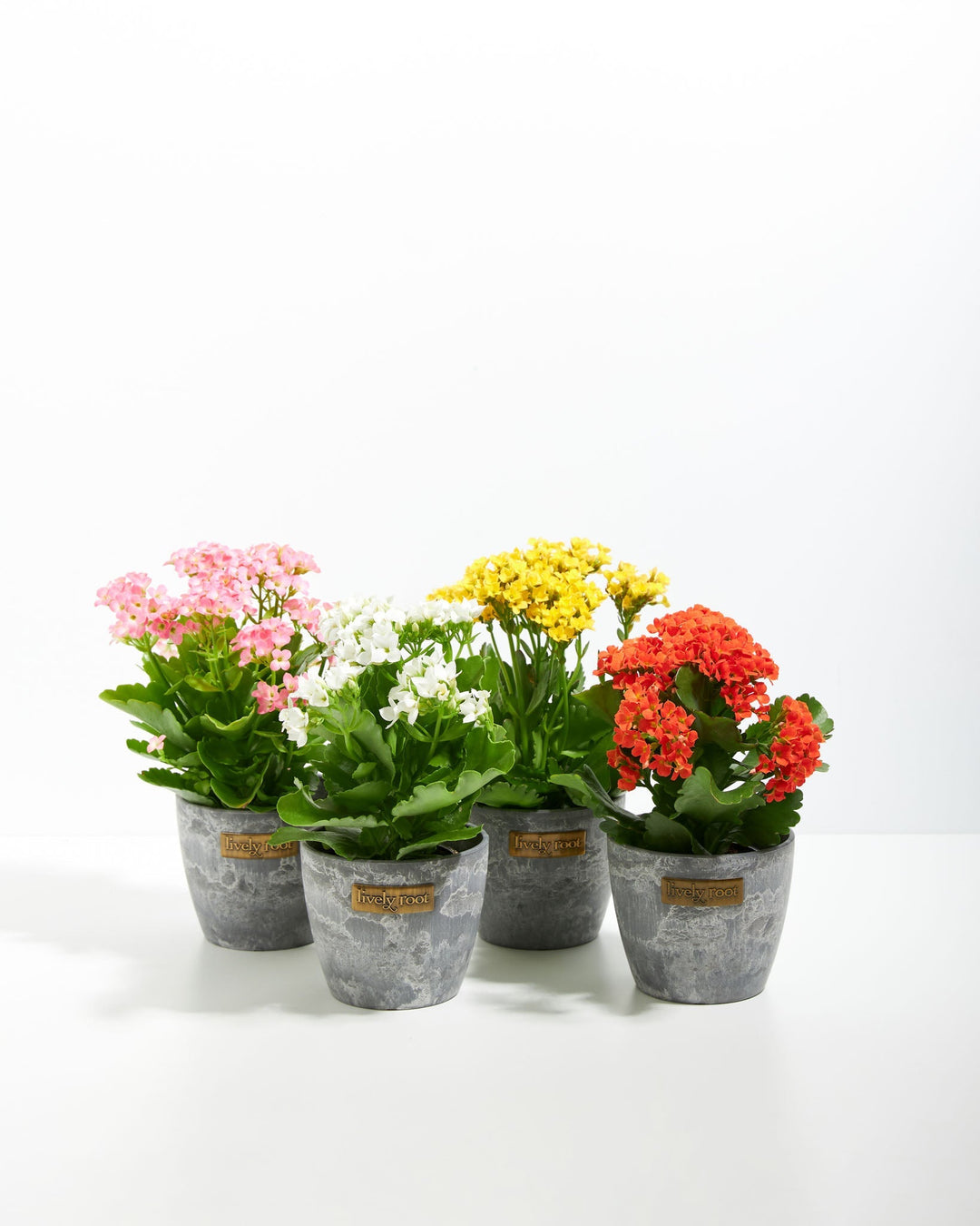 Kalanchoe collection in modern grey concrete-textured eco pots featuring pink, white, golden yellow, and vibrant red blooms, perfect for contemporary succulent plant displays.