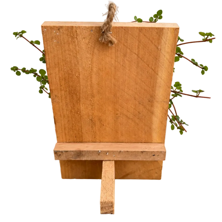 Staghorn Fern Mounted on Wood
