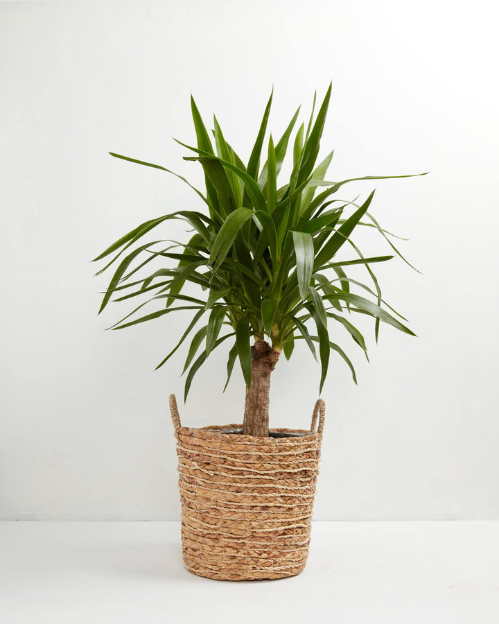 Yucca Cane Plant