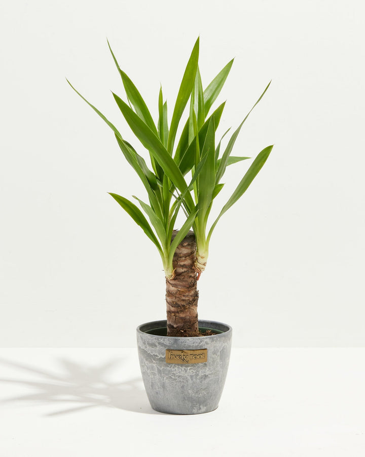 Yucca Cane Plant