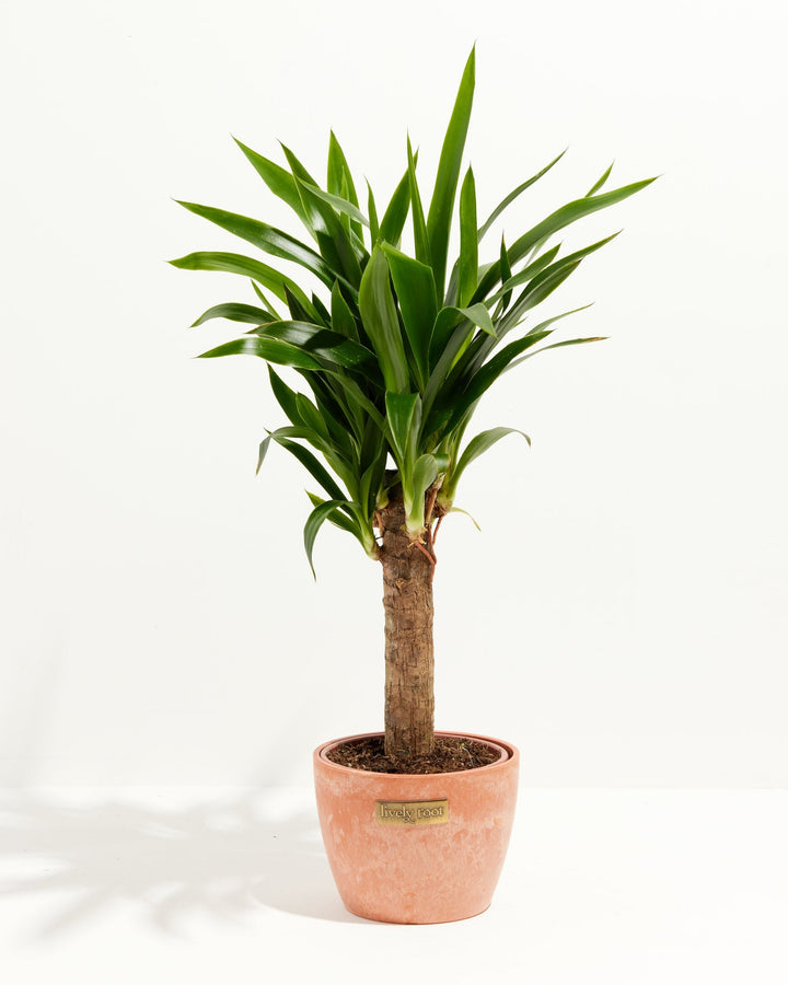 Yucca Cane Plant