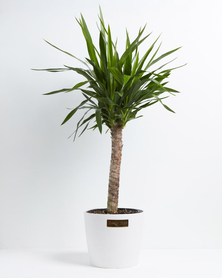 Yucca Cane Plant