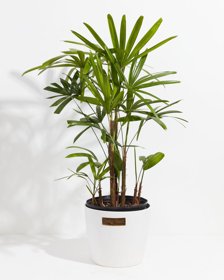 Large Lady Palm (Rhapis excelsa) in a round white ceramic Lively Root branded pot with multiple fibrous brown cane stems topped with full fan-shaped bright green fronds on a white background