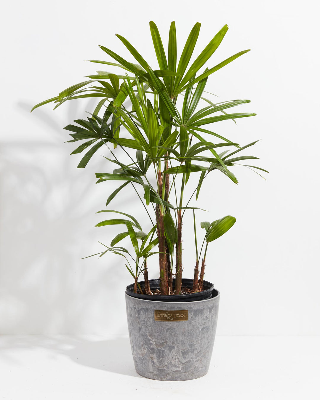 Large Lady Palm (Rhapis excelsa) in a round grey marbled ceramic Lively Root branded pot with multiple fibrous brown cane stems topped with full fan-shaped bright green fronds on a white background