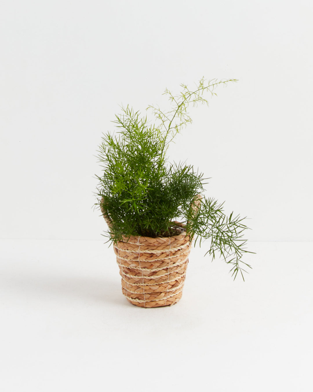 Fern Asparagus Sprengerii