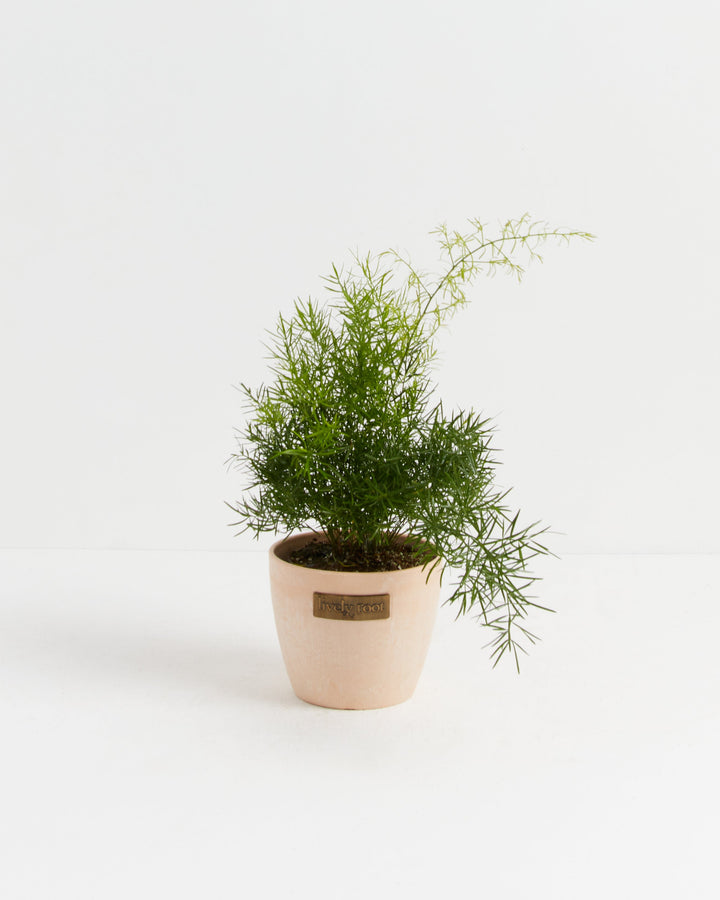 Fern Asparagus Sprengerii