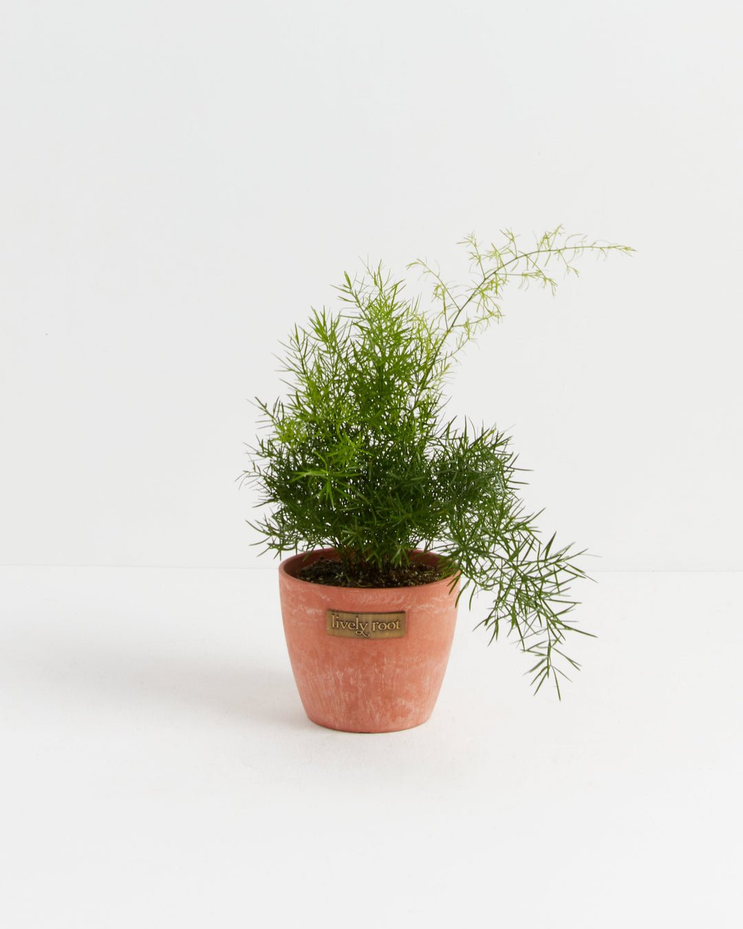 Fern Asparagus Sprengerii