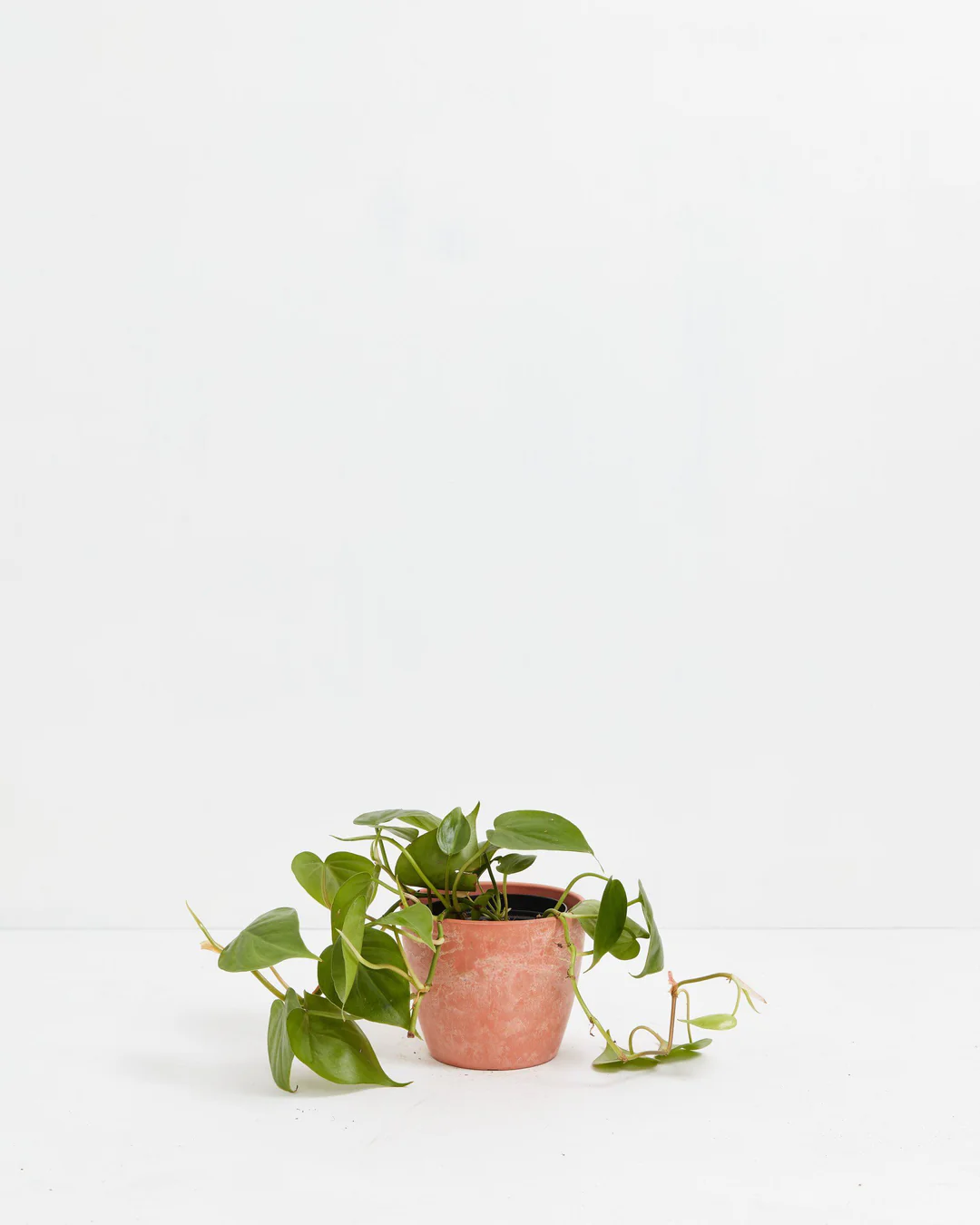 Philodendron Cordatum (Heartleaf Philodendron) in a 4-inch terracotta Chai Ecopot with weathered finish, with trailing vines of glossy dark green heart-shaped leaves spreading outward against a white studio background