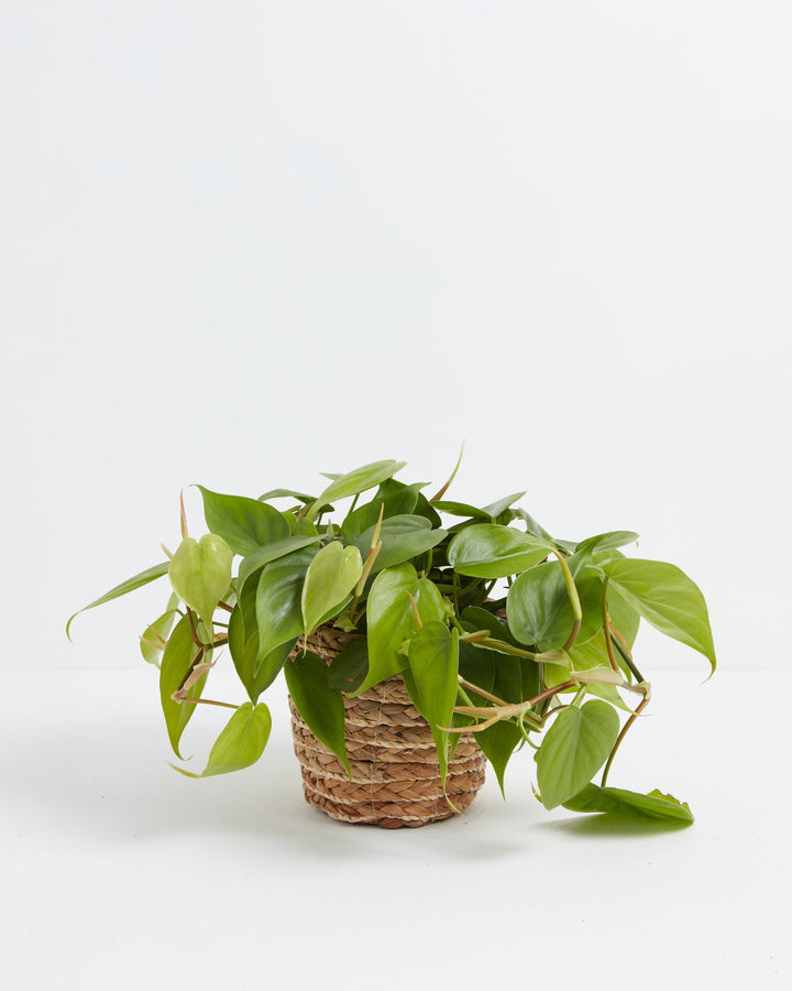 Philodendron Cordatum (Heartleaf Philodendron) in a 6-inch woven seagrass basket, with lush trailing vines of glossy bright green heart-shaped leaves cascading abundantly over the sides against a white studio background