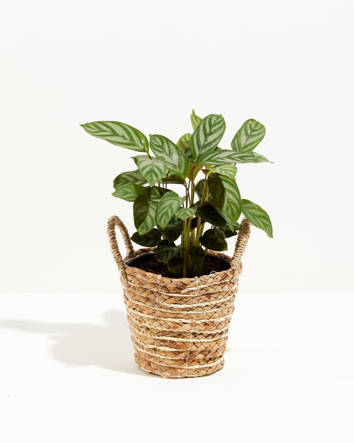 Calathea Setosa 'Compact Star'