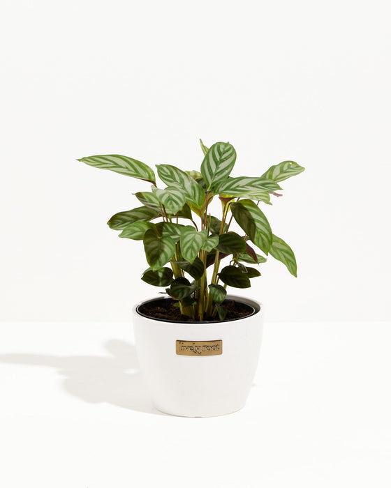 Calathea Compact Star