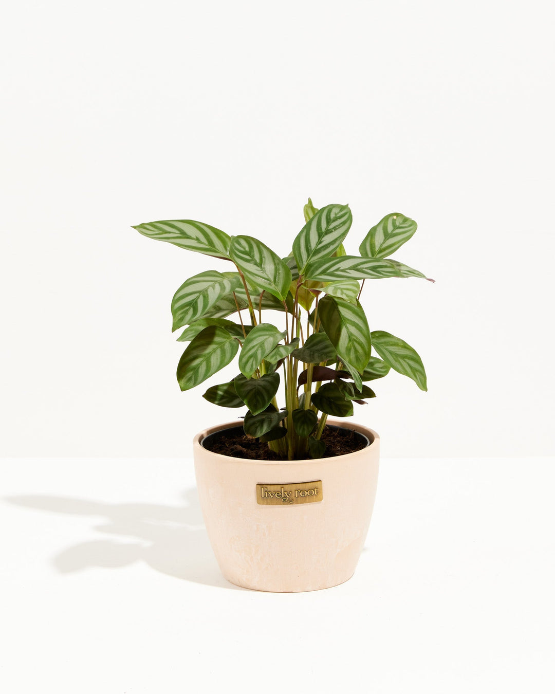 Calathea Setosa 'Compact Star'
