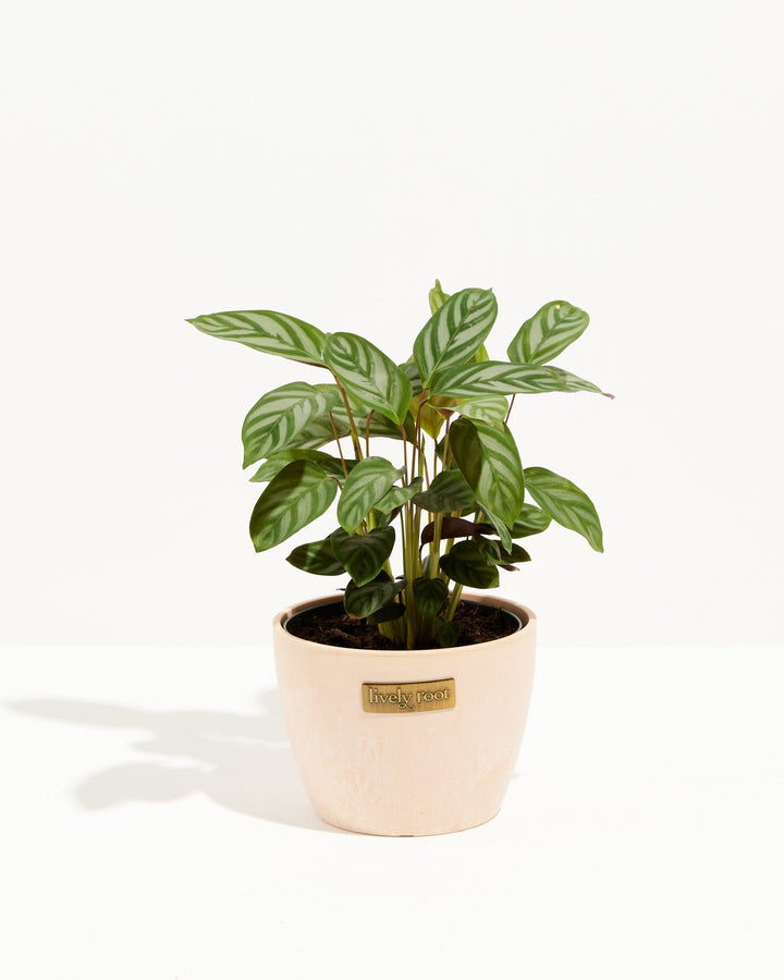 Calathea Setosa 'Compact Star'