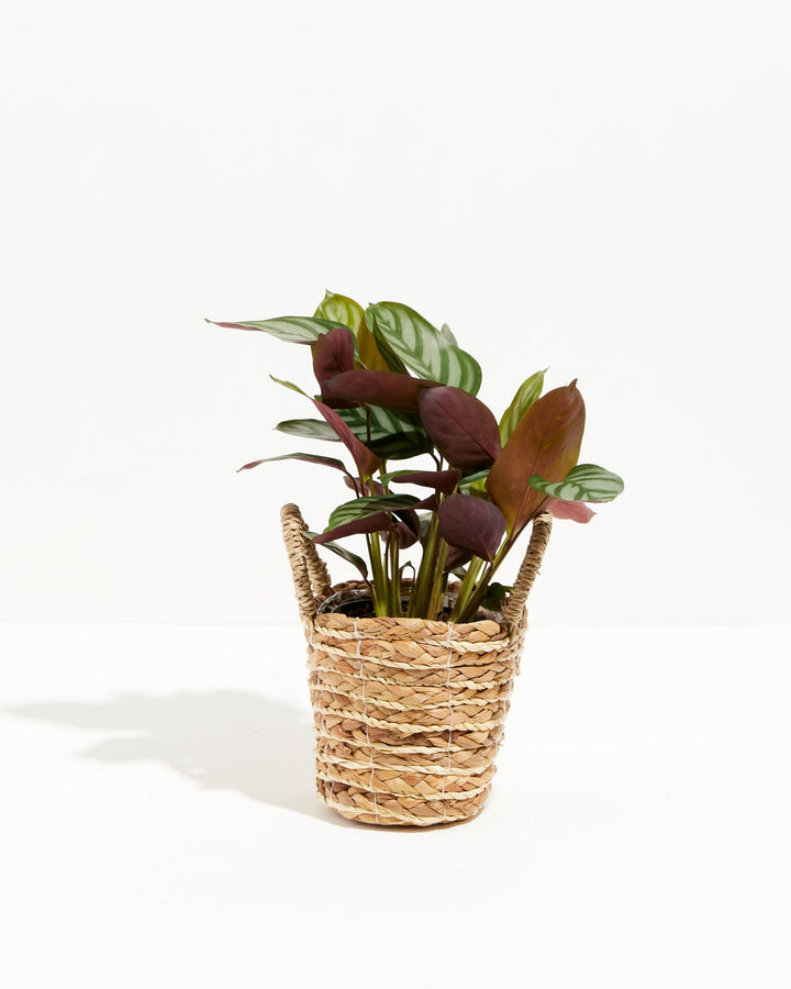 Calathea Setosa 'Compact Star'