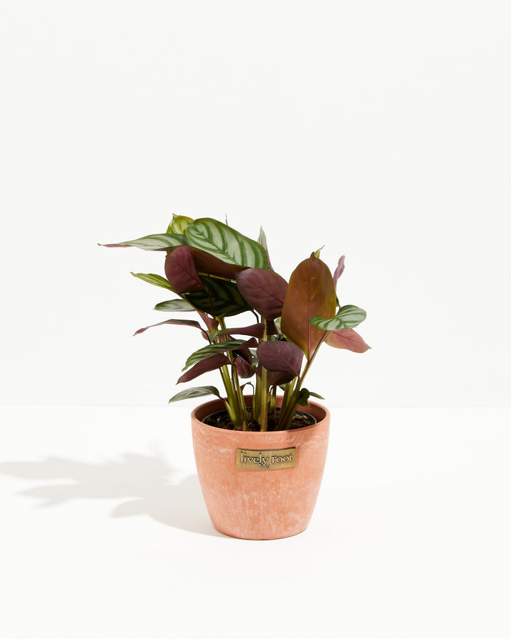 Calathea Setosa 'Compact Star'