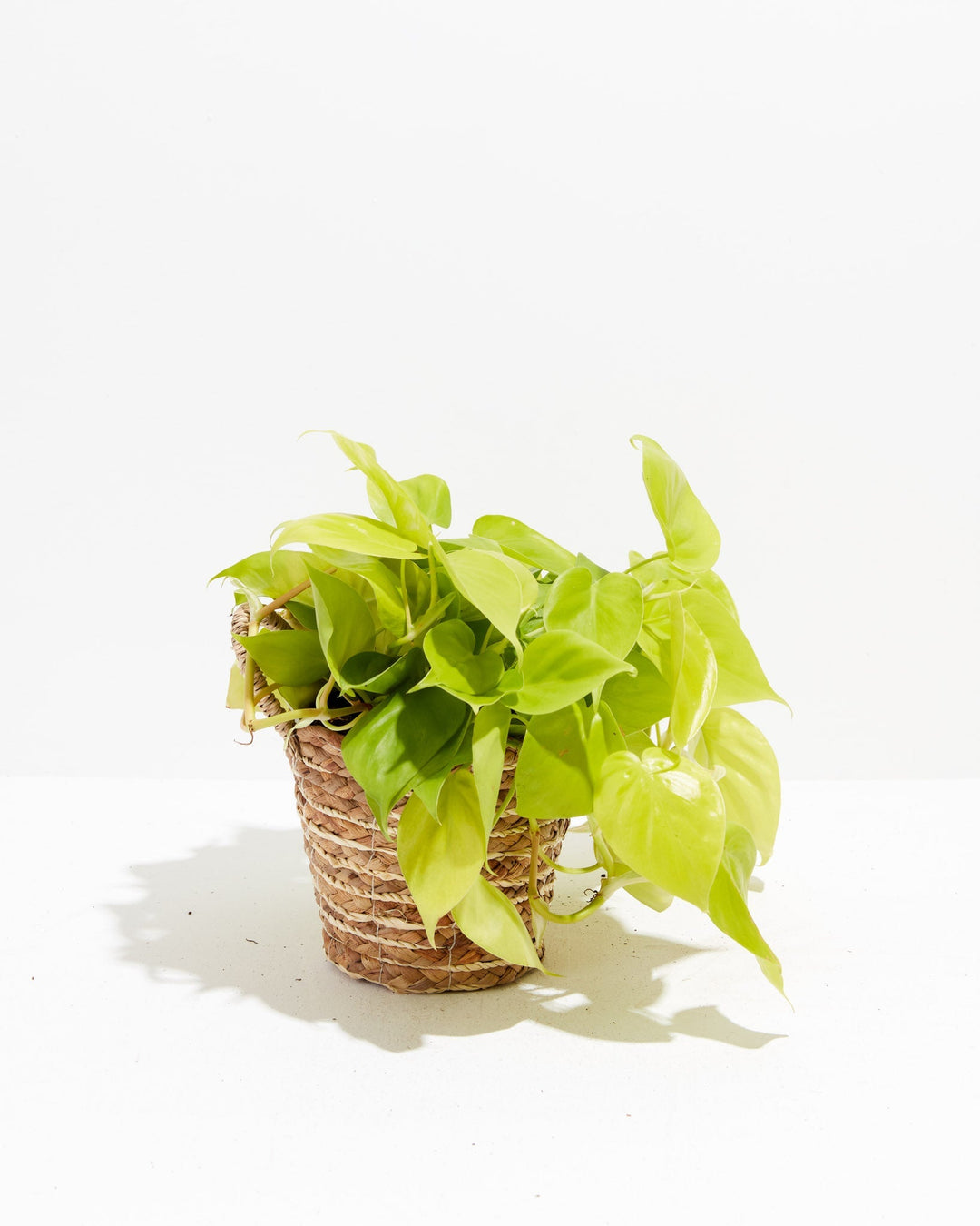 Neon Philodendron