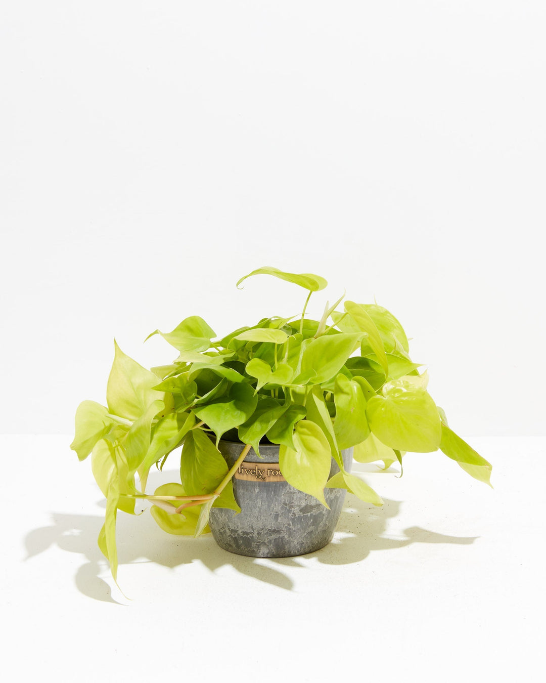 Neon Philodendron