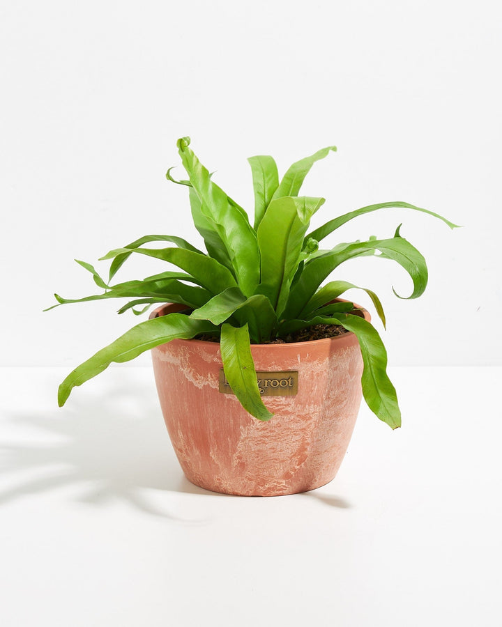 Japanese Bird's Nest Fern