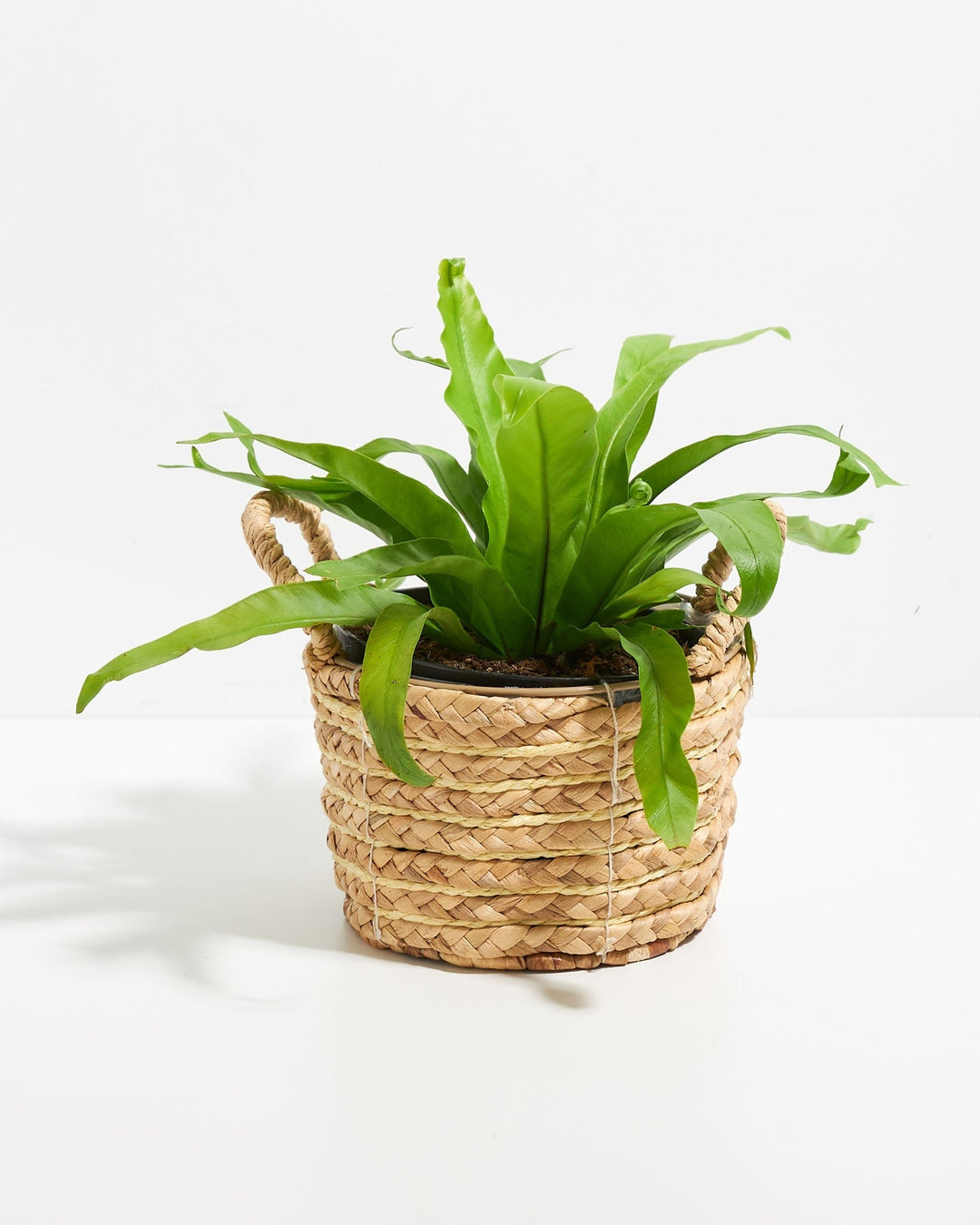 Japanese Bird's Nest Fern