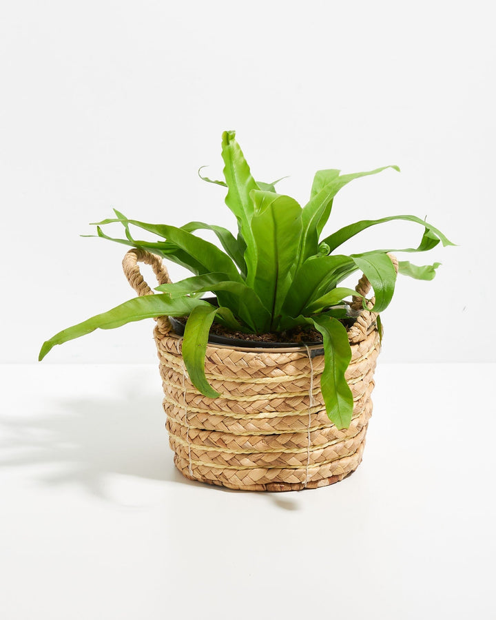 Japanese Bird's Nest Fern