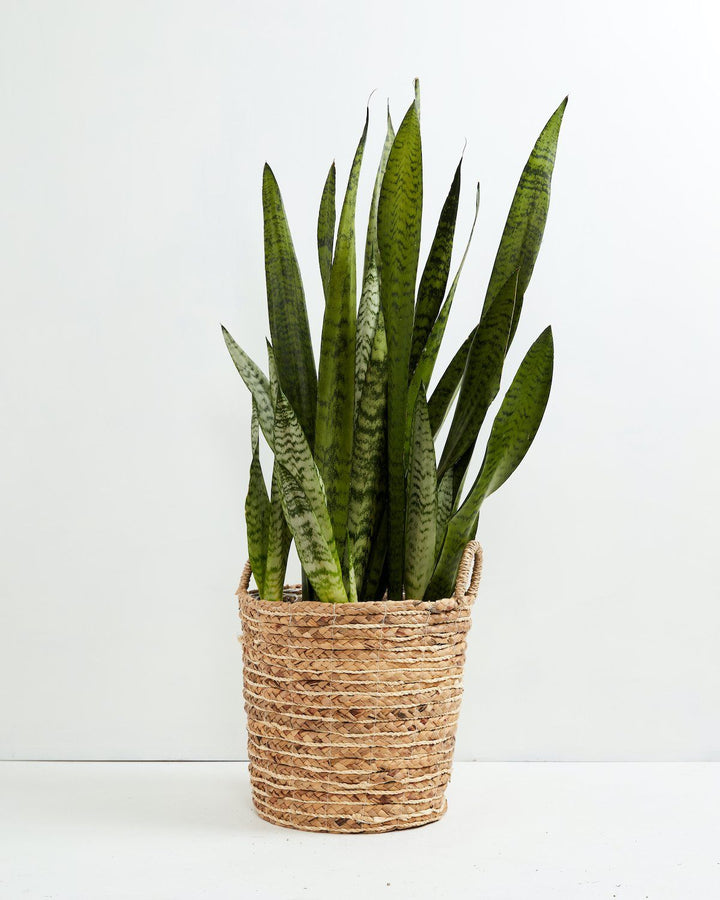 Sansevieria Zeylanica Snake Plant