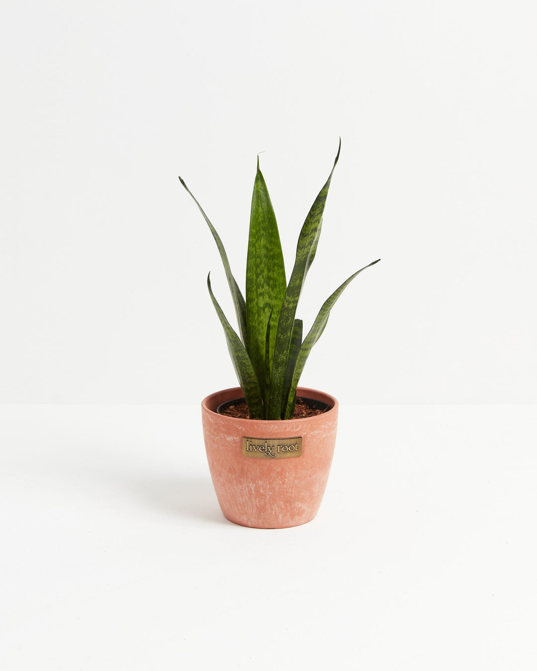 Sansevieria Zeylanica Snake Plant