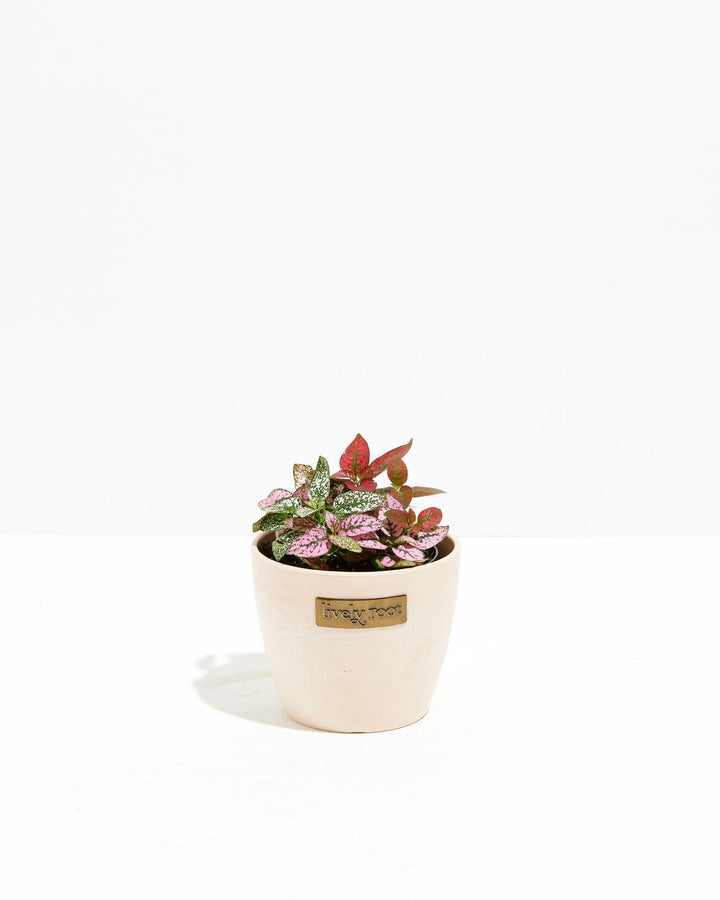 Tricolor Hypoestes