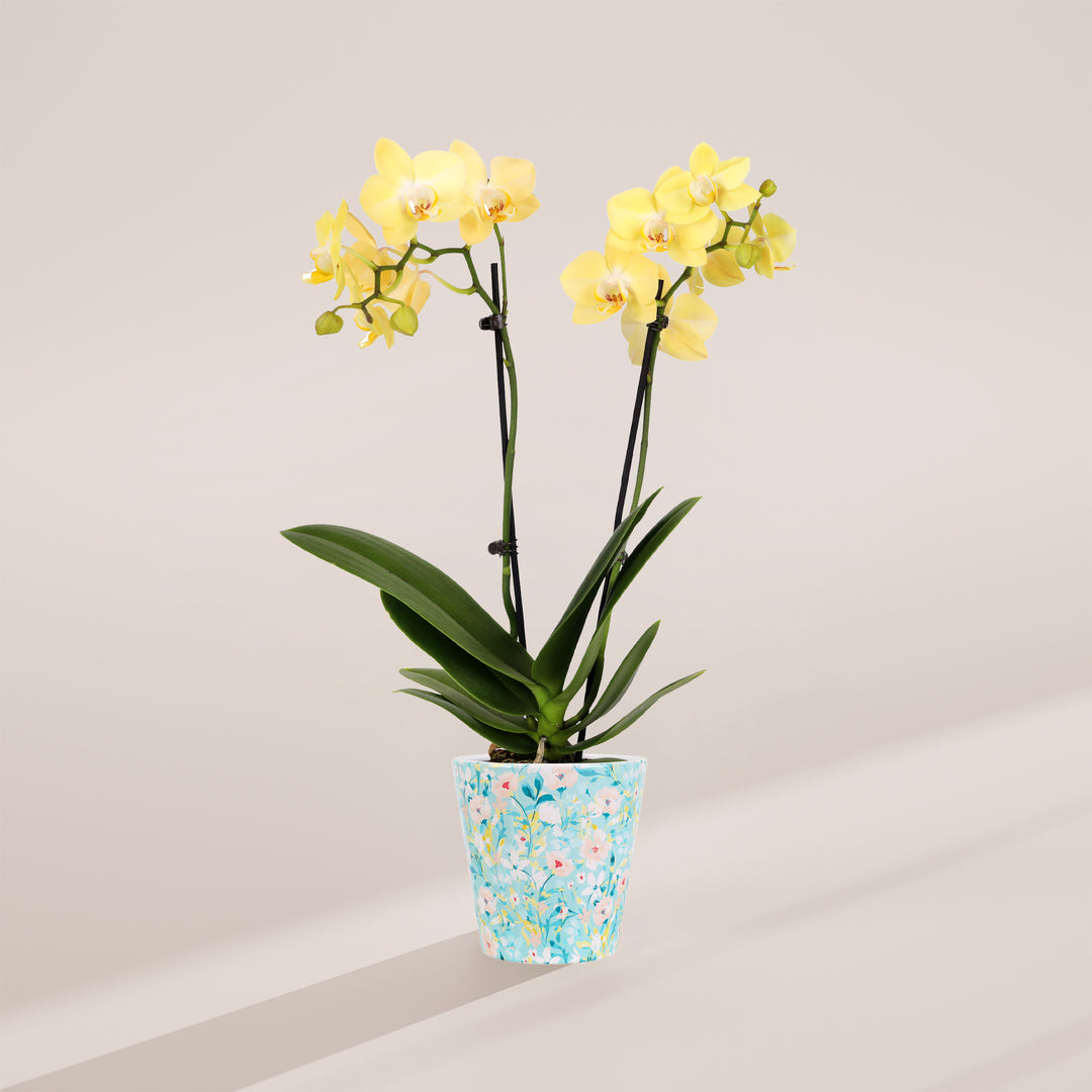 Petite Yellow Orchid