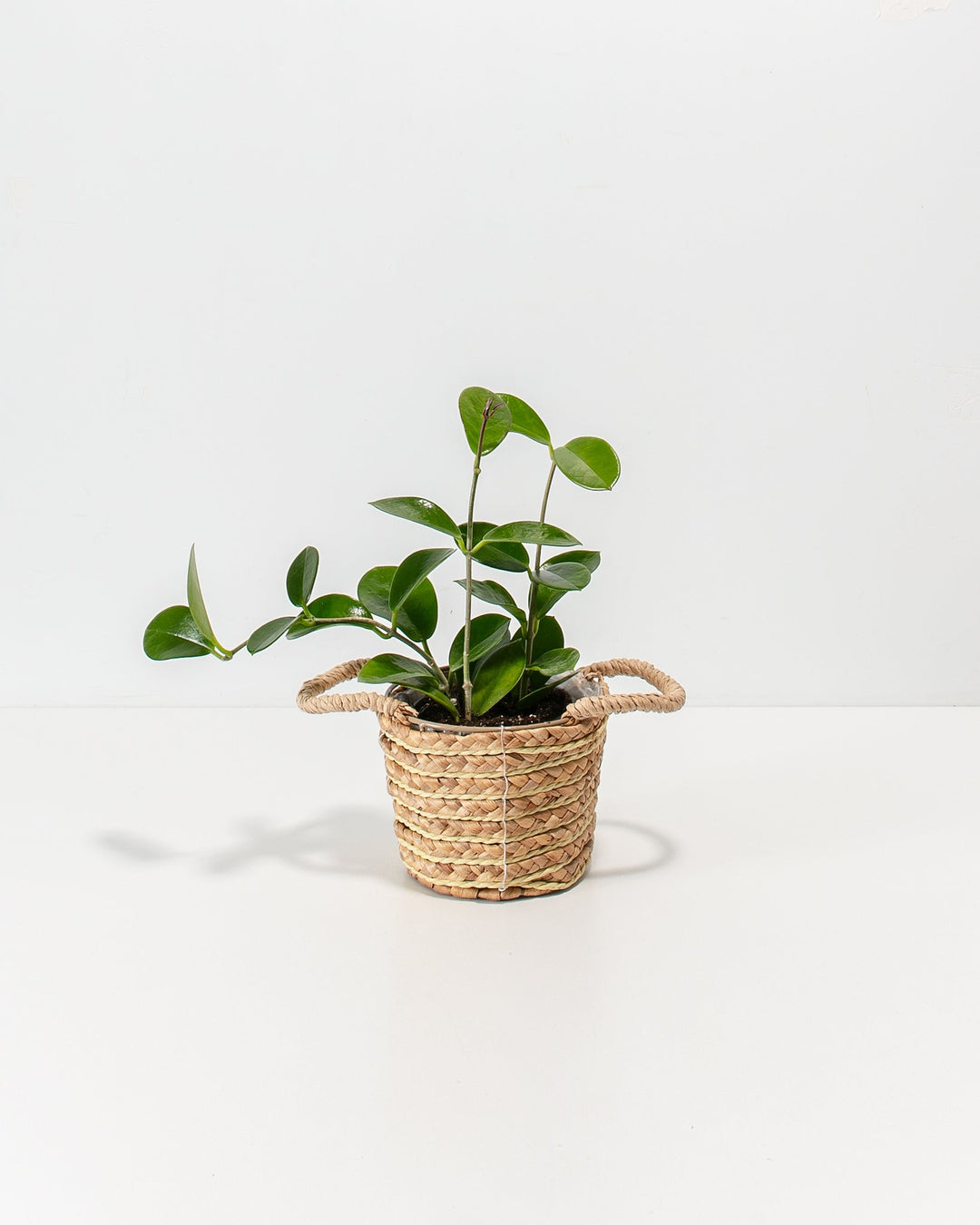 Hoya australis, Australian wax plant, 4-inch size in natural woven seagrass basket with handles, trailing vine with glossy heart-shaped green leaves, white background