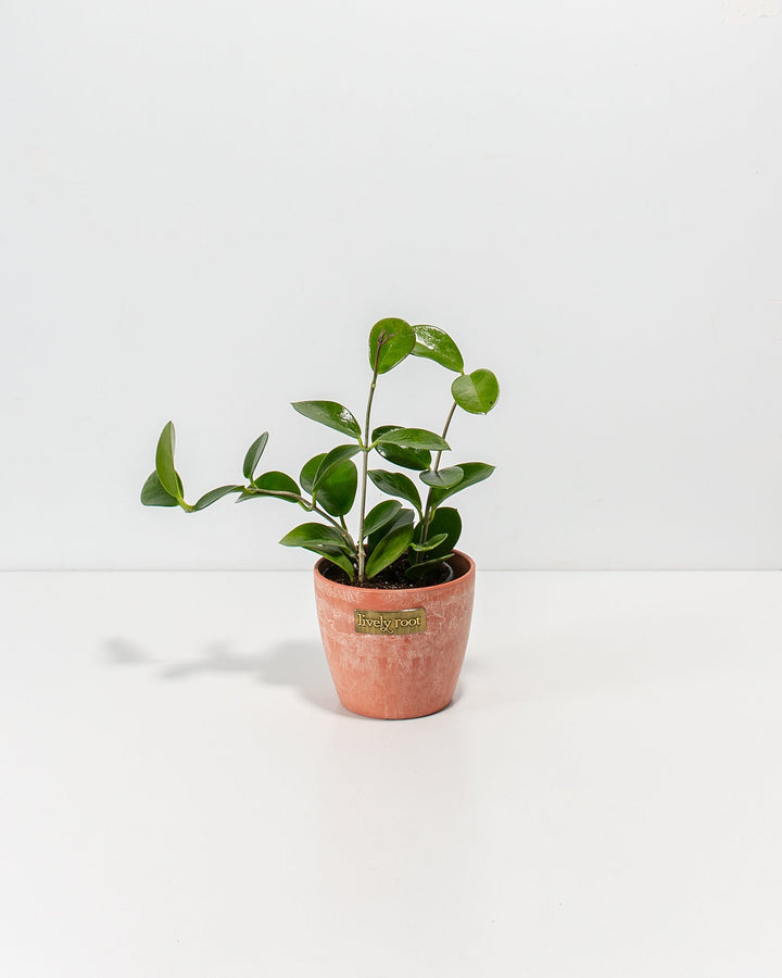 Hoya australis, wax plant, 4-inch in terracotta coral ceramic planter, bushy trailing succulent with thick green oval leaves, white background