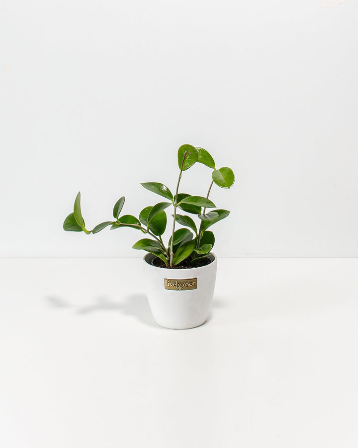 Hoya australis, Australian wax plant, 4-inch in white ceramic pot with Lively Root tag, compact vining plant with vibrant green leaves