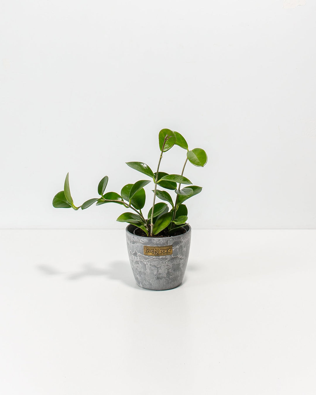 Hoya australis in 4-inch grey concrete-textured ceramic pot, trailing houseplant with glossy green heart-shaped foliage, minimalist indoor plant