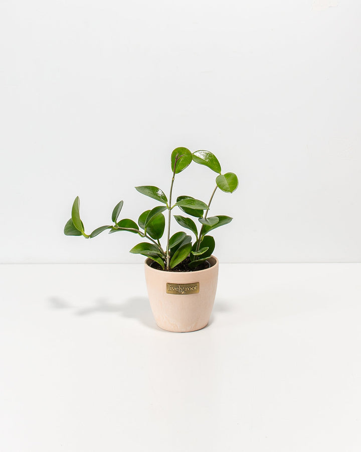 Hoya australis plant in 4-inch peachy coral ceramic pot with Lively Root logo, compact trailing form with waxy green foliage, studio photography