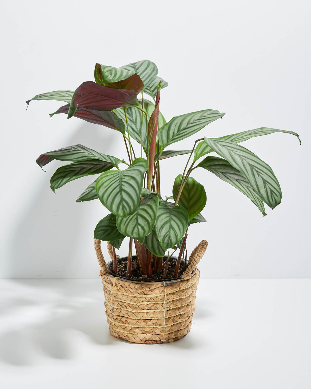 Ctenanthe Setosa Grey Star