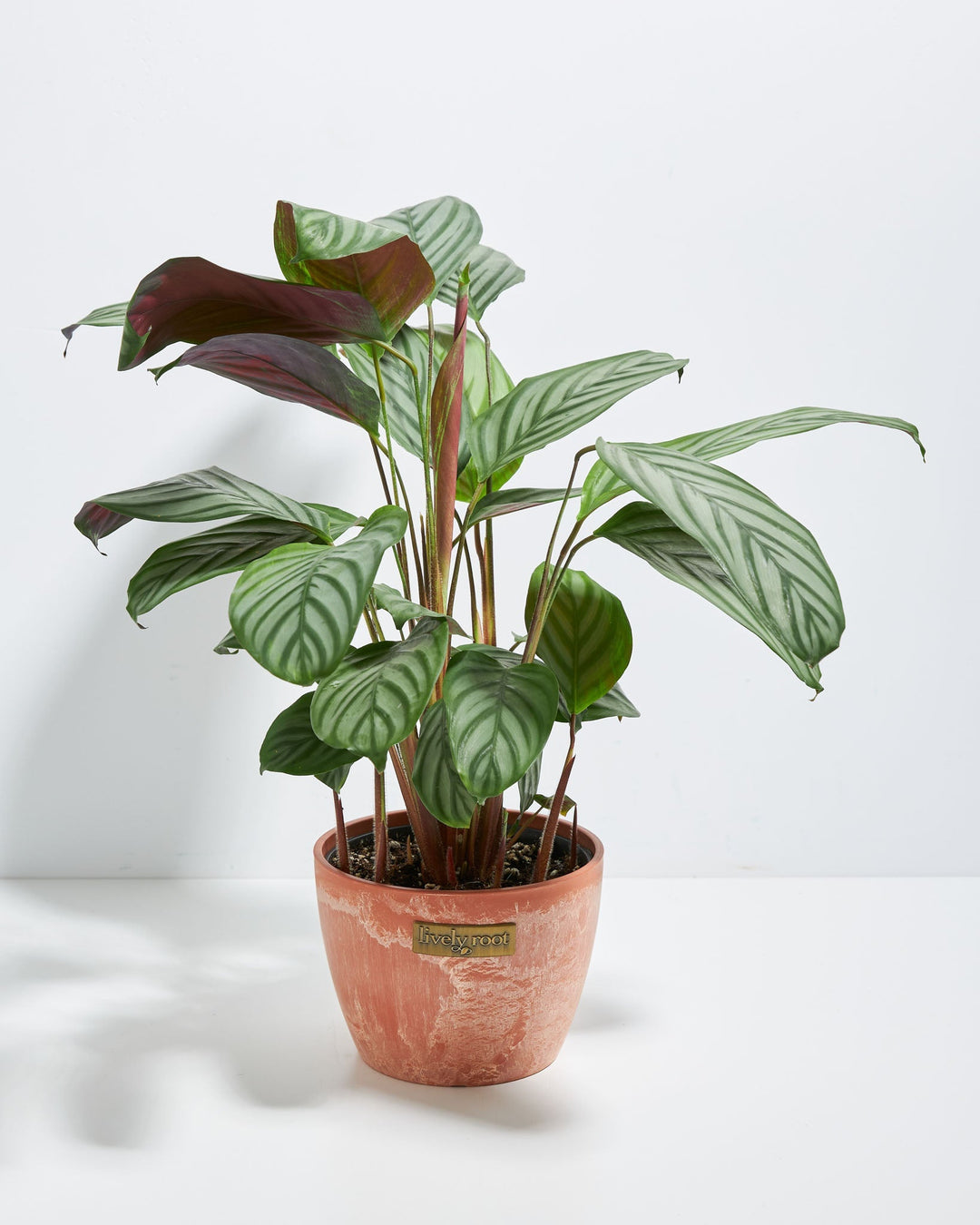 Ctenanthe Setosa Grey Star