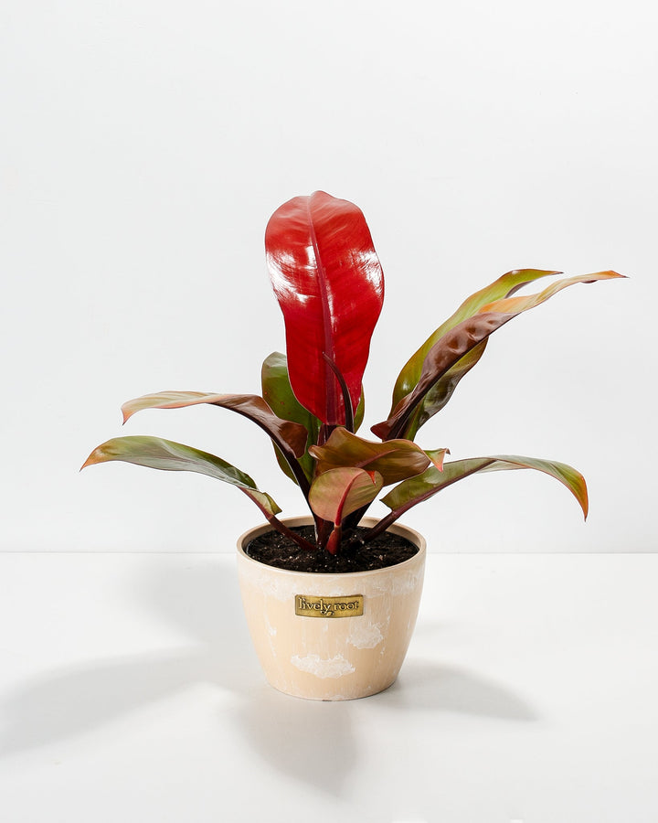 Philodendron Prince of Orange in a blush pink marbled Lively Root branded ceramic pot with glossy red new leaf and green and burgundy mature leaves against a white background