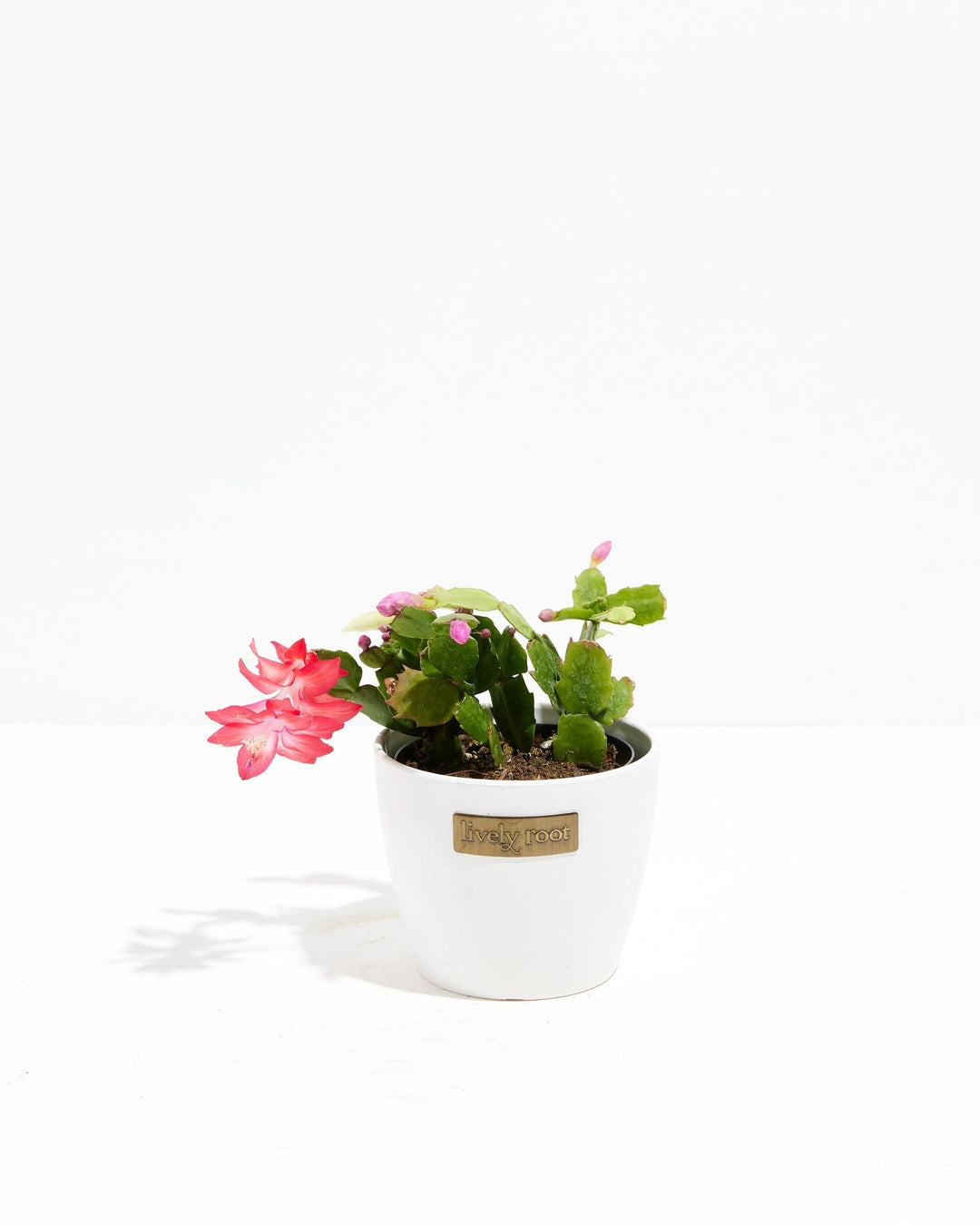 San Diego Stud Zygocactus