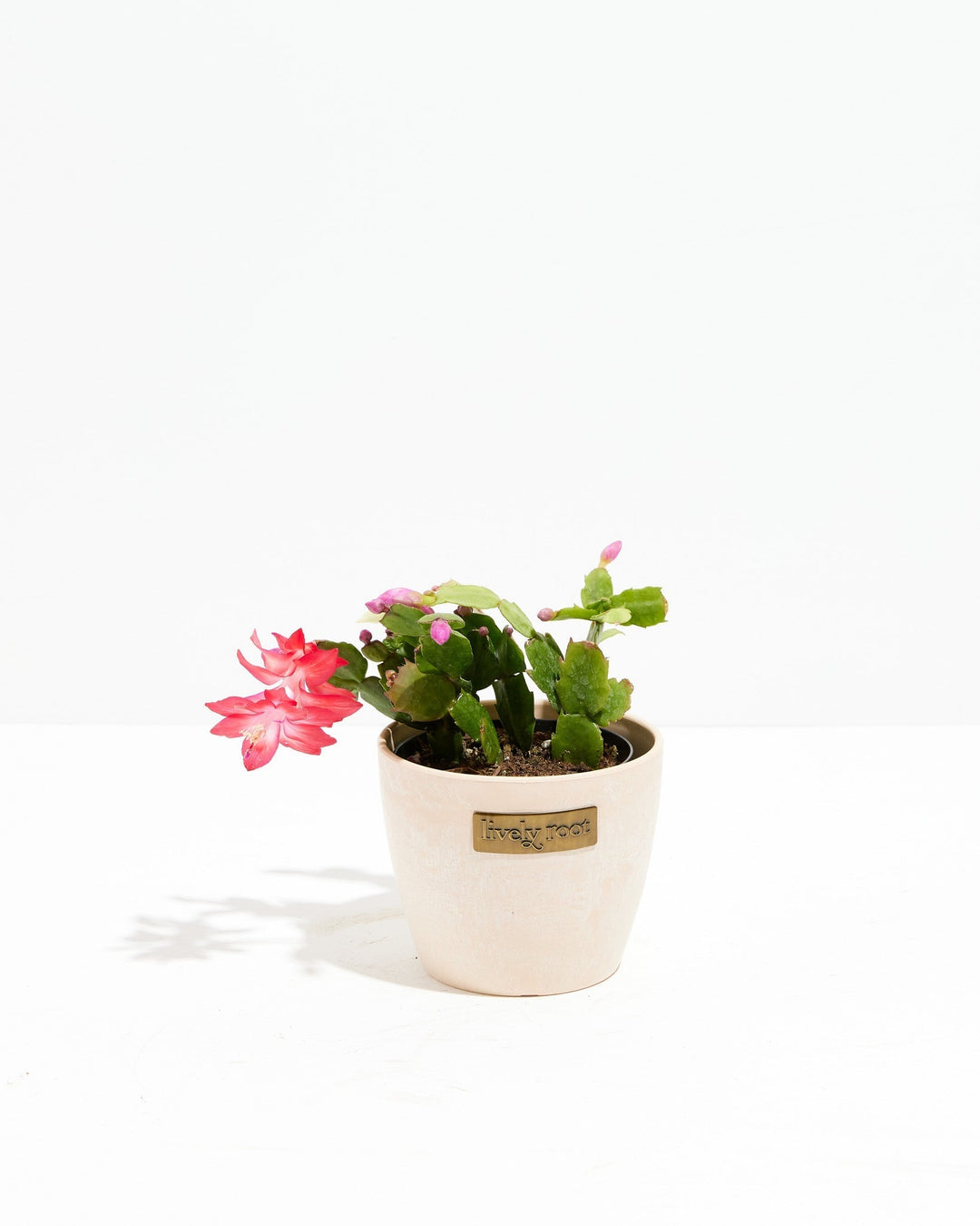 San Diego Stud Zygocactus