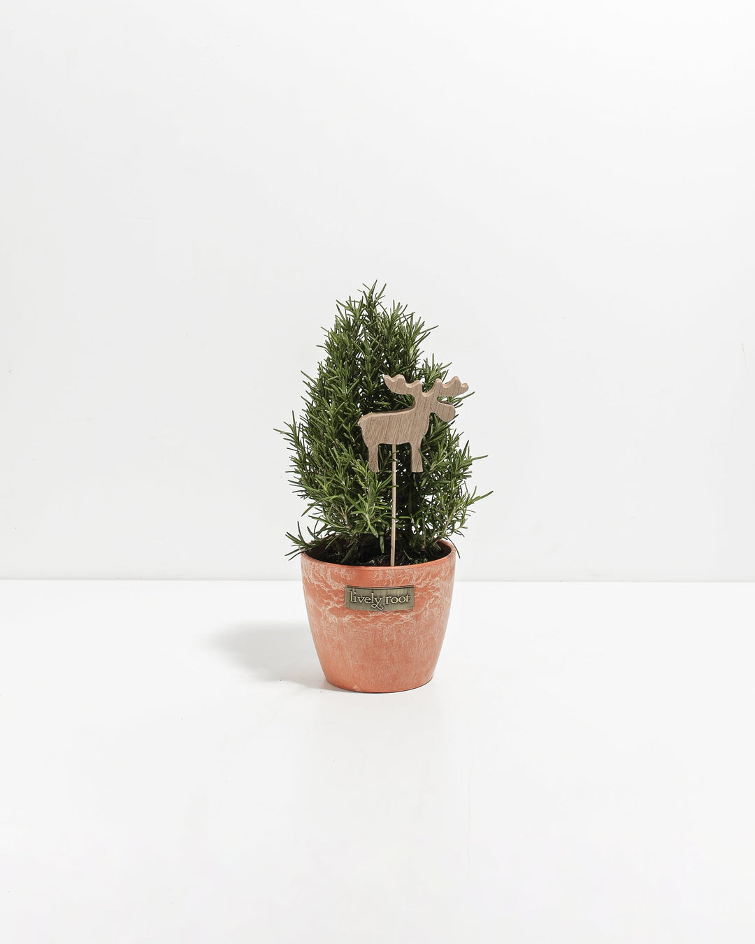 Four-inch rosemary topiary featuring warm peach-toned terracotta pot and whimsical natural wood llama ornament. Charming miniature culinary herb plant combining rustic terracotta appeal with modern decorative accents for cottage-style home décor.
