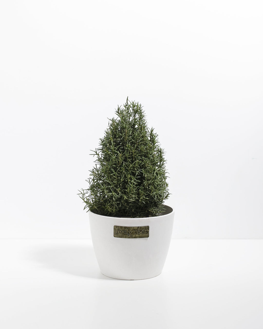 Six-inch potted rosemary tree displaying dense pyramidal cone form and soft green feathery needles in a sleek white ceramic container. Living herb plant perfect for minimalist kitchen styling, culinary cooking, and fragrant indoor plant collections.